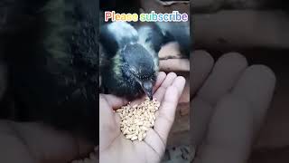 Baby pigeon hand feeds pigeon viralshorts [upl. by Airotcivairam859]