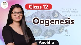 Class 12 Oogenesis under 4 mins [upl. by Oates606]