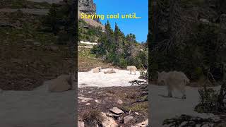 Staying cool until mountain goat mountaingoat wildlife nature glaciernationalpark [upl. by Aihsa]