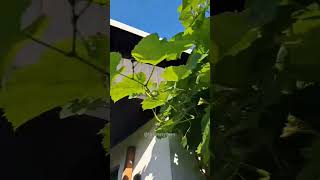 Sechium edule nature shortvideo shortvideo garden shorts subcribe video [upl. by Erotavlas]