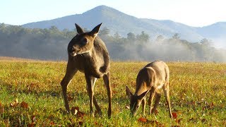 Whitetail deer blowing sound amp running away [upl. by Farra]