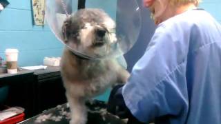 Dog trying to attack groomer while getting nails cut [upl. by Nosredneh]