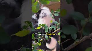 Verreauxs Sifaka The Dancing Lemurs of Madagascar🌿 lemur naturelovers shorts animals [upl. by Edualcnaej723]