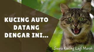 Kucing Auto Datang Dengar Ini  Suara Kucing Lagi Marah [upl. by Glassco]