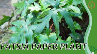 FATSIA PAPER PLANT Information and Growing Tips fatsia japonica [upl. by Ragucci504]