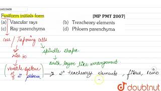 Fusiform initials form [upl. by Ngo16]