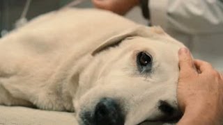 Top 10 Saddest Animal Deaths in Movies [upl. by Anekam821]