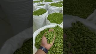 UNA DE LAS ESPECIA MAS CARA DEL MUNDO El Cardamomo el Oro Verde de la Especiería [upl. by Zosima]