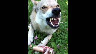 Hidalgo Growl  Czechoslovakian Wolfdog [upl. by Woodson]