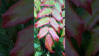 Mahonia Mahonia aquifolium  leaves  December 2017 [upl. by Haddad]