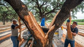 Advanced Cork Harvesting From Cork Oak Farms to Wine Stoppers [upl. by Larena]