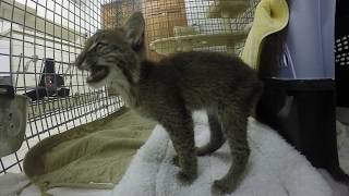 Bobcat Kitten Calls [upl. by Donnenfeld]