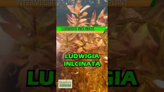 LUDWIGIA INCLINATA WOW RED AQUARIUM PLANT FOR SALE [upl. by Scottie]