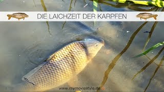 DIE LAICHZEIT DER KARPFEN [upl. by Adnaval]