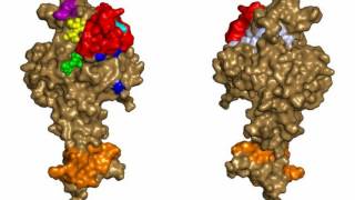 Difference Between Monoclonal Antibodies and Polyclonal Antibodies [upl. by Bing]