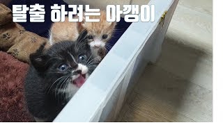 탈출하려고 안간힘을 쓰는 햇님이와 달님이 아기고양이와 힐링하세요 [upl. by Joette183]