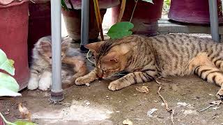 Funny Kittens  furry Friends Fun Fest  Cat Videos 2024 😸😸 [upl. by Violette]