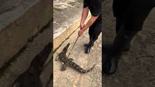 Pound Of small crocodile 🐊 trending viralvideo crocodile crocodilefarm funnypet fyp [upl. by Hewe]