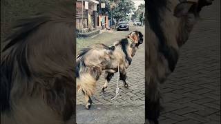 Biggest Goat 🐐🐐 110 Kg 😨  Bakrid Spacial bakra bakrid goat bakridmubarak shorts [upl. by Kolosick]