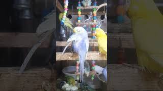 Listen morning sounds of budgies for 1 hour [upl. by Yle]