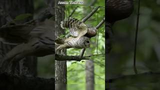 Mottled Wood Owl  Large Owls of India IThe call of a great horned owl [upl. by Nyliak]