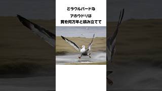 愛すべきアホウドリの雑学 雑学 知識 面白い 豆知識 動物雑学 [upl. by Nylesaj]