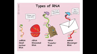 Notes on the Types of RNA amp their Functions Messenger transfer Ribosomal MicroRNA Small nuclear [upl. by Ayanaj]