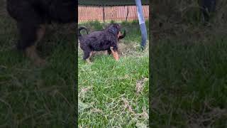 Airedale Terrier Puppies For Sale in Shawnee KS [upl. by Naresh770]