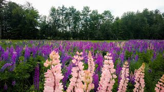 Walking the Lupine Fields of Sugar Hill NH 4K  Binaural Audio Rain Umbrella amp Nature Sounds [upl. by Yadsendew516]