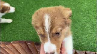 🐶 Australische herdershond 🐶 reu 🐶 PUP ID 006099610 🐶 [upl. by Barthel966]