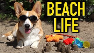 BEACH LIFE  Topi the Corgi [upl. by Lacim]