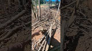 Coppicing and pollarding for pig pasture [upl. by Mcclish]