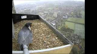 Norwich Cathedral Peregrines from the Hawk and Owl Trust [upl. by Divadnhoj]