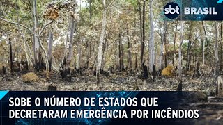 Quatro estados em situação de emergência por incêndios florestais  SBT Brasil 300824 [upl. by Schroder57]