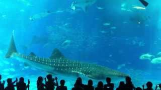 Whale Shark pops a boner at Churaumi Aquarium Okinawa [upl. by Oicnerual729]