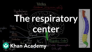 The respiratory center  Respiratory system physiology  NCLEXRN  Khan Academy [upl. by Anaitsirc]