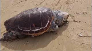 Scala dei Turchi trovato morto un enorme esemplare di Caretta Caretta [upl. by Wildon]