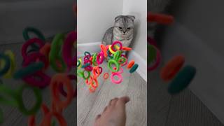 Mila cat ears are floating 🌈🤪 reverse video cat episodes 573 shorts reversevideo cat [upl. by Harl]