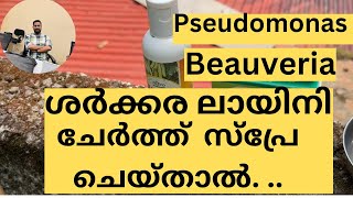 കീടങ്ങൾ ഇല്ലാതാക്കാൻ ശർക്കര ലായിനി ചേർത്ത് സ്പ്രേ ചെയ്‌താൽ  How is jaggery water good for plants [upl. by Douty]