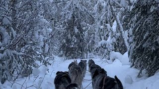 Paleeland’s Magical Moment  Dog Sledding POV travel alaska fairbanksalaska [upl. by Urban78]