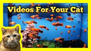 Videos for your Cat  Spotted Orange Mollies in a Fish Tank [upl. by Sirahs]