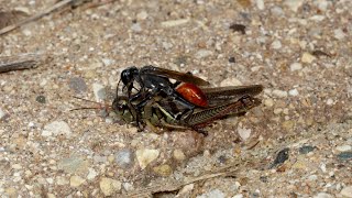 Digger wasp Prionyx  Grasshopper hunter [upl. by Kean]