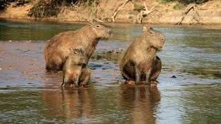 Capybara Facts  the World of Adorable Waterloving Giants [upl. by Nymrak]