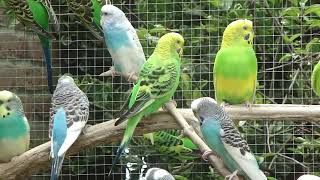 Grasparkieten  Lovebirds  Budgerigars  Wellensittiche  Parakeet sounds  Parkieten geluiden [upl. by Stanislas]