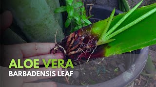 Propagating Aloe vera Barbadensis Leaves [upl. by Alleras48]