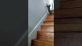 Cats  Laser on the Stairs [upl. by Tekla]