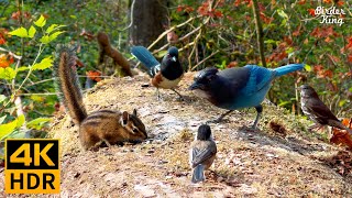 Cat TV for Cats to Watch 😺 Autumn Birds Chipmunks and Squirrels 🐦🐿️ 8 Hours4K HDR [upl. by Eecats212]