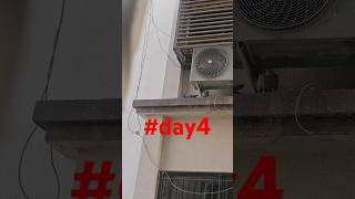 day4 lifegoeson staystrong motivation partner birds morning pigeon kabootar nature karma [upl. by Aroved]