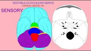 CRANIAL NERVE 8 VESTIBULOCOCHLEAR NERVE [upl. by Ardelis]