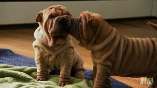 SharPei Puppies  Too Cute [upl. by Annoyk751]